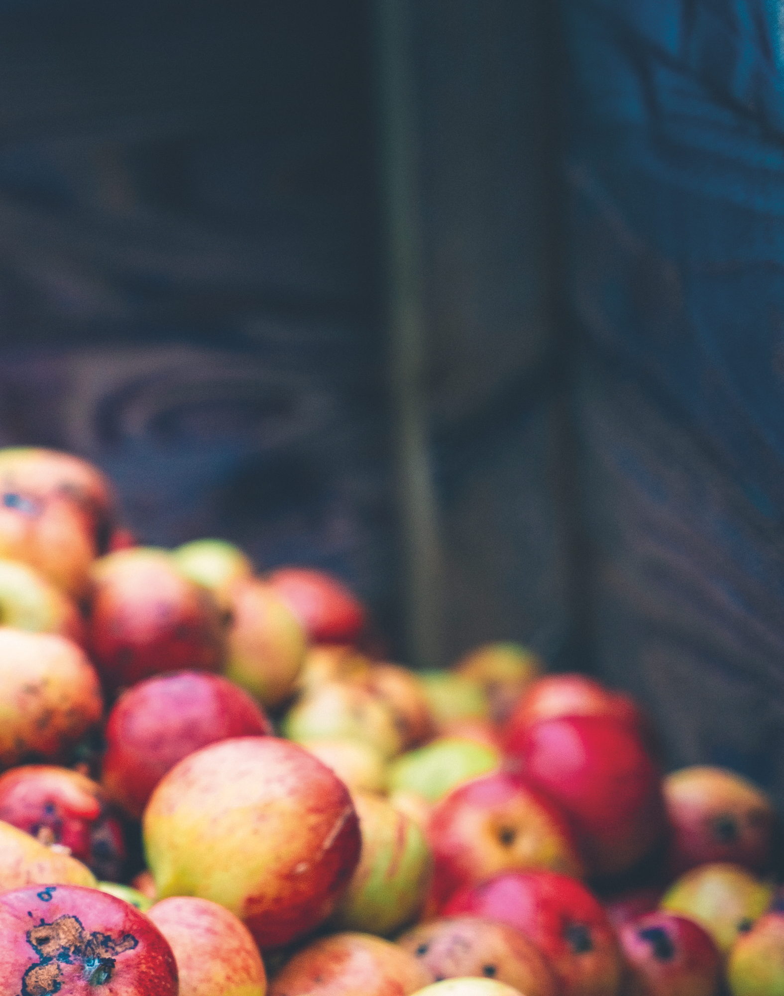 Scotland’s Cider Scene, photograph by Alexander Shewan