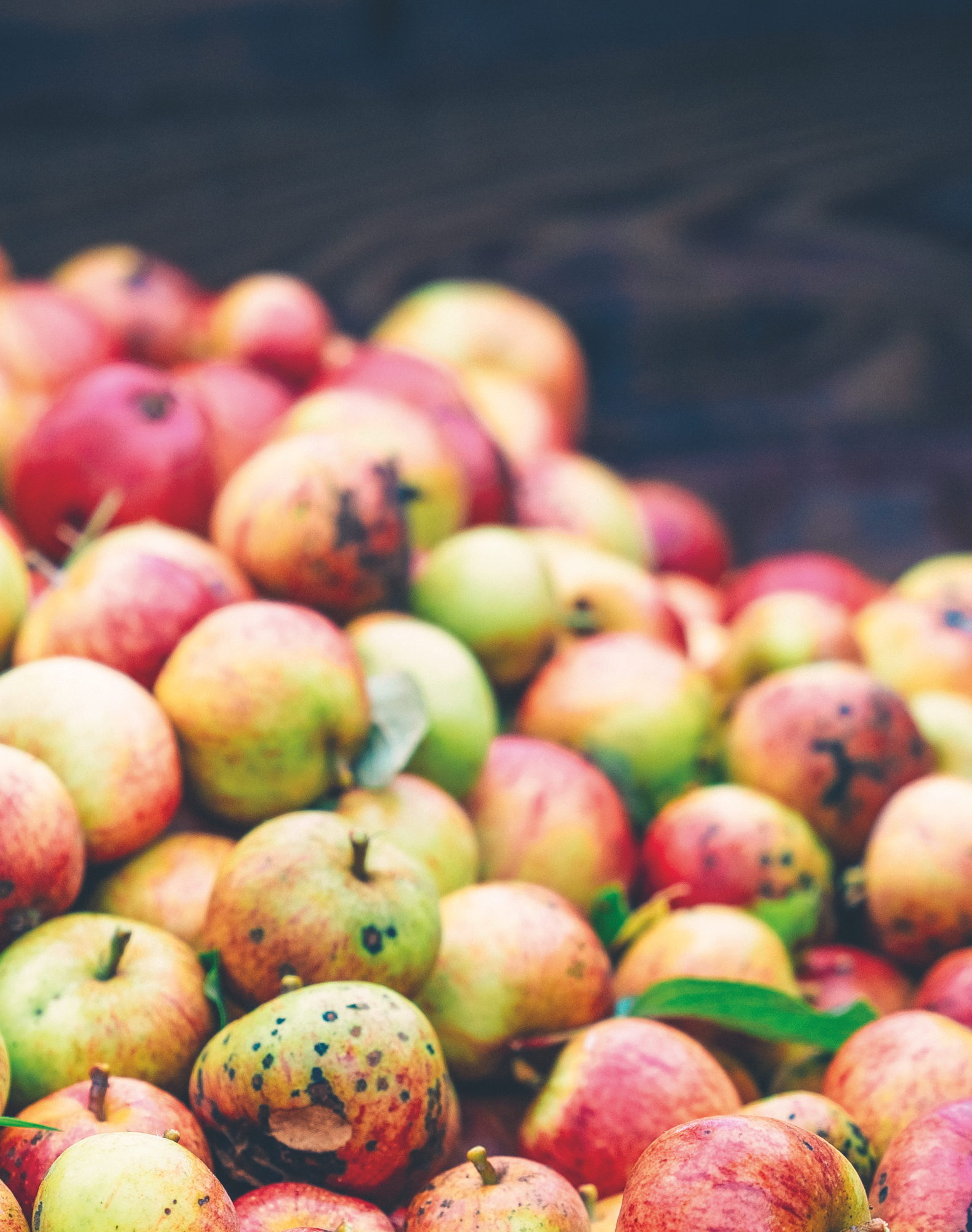 Scotland’s Cider Scene, photograph by Alexander Shewan
