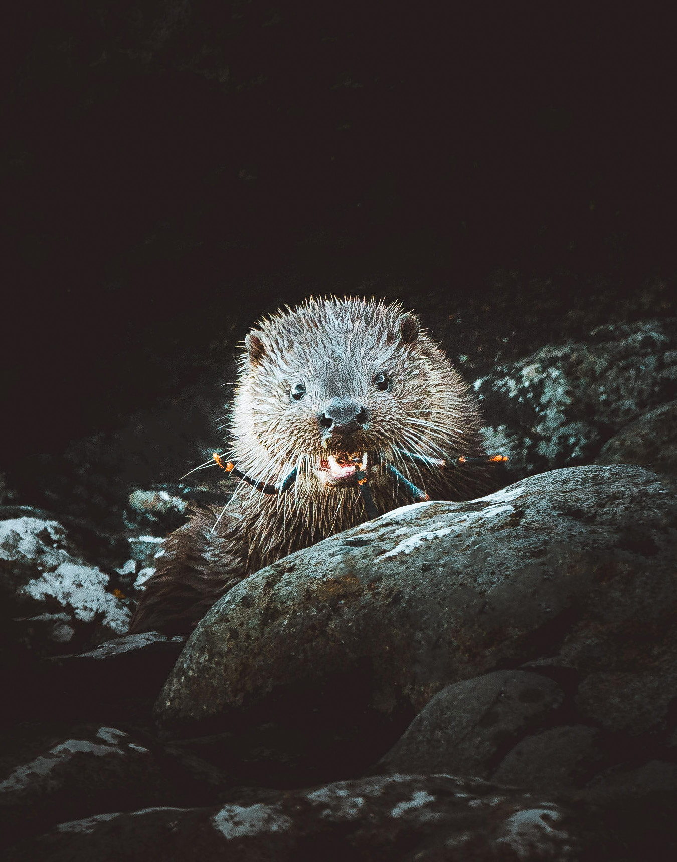 In Search of Otters on Islay, photograph by Jack Anstey