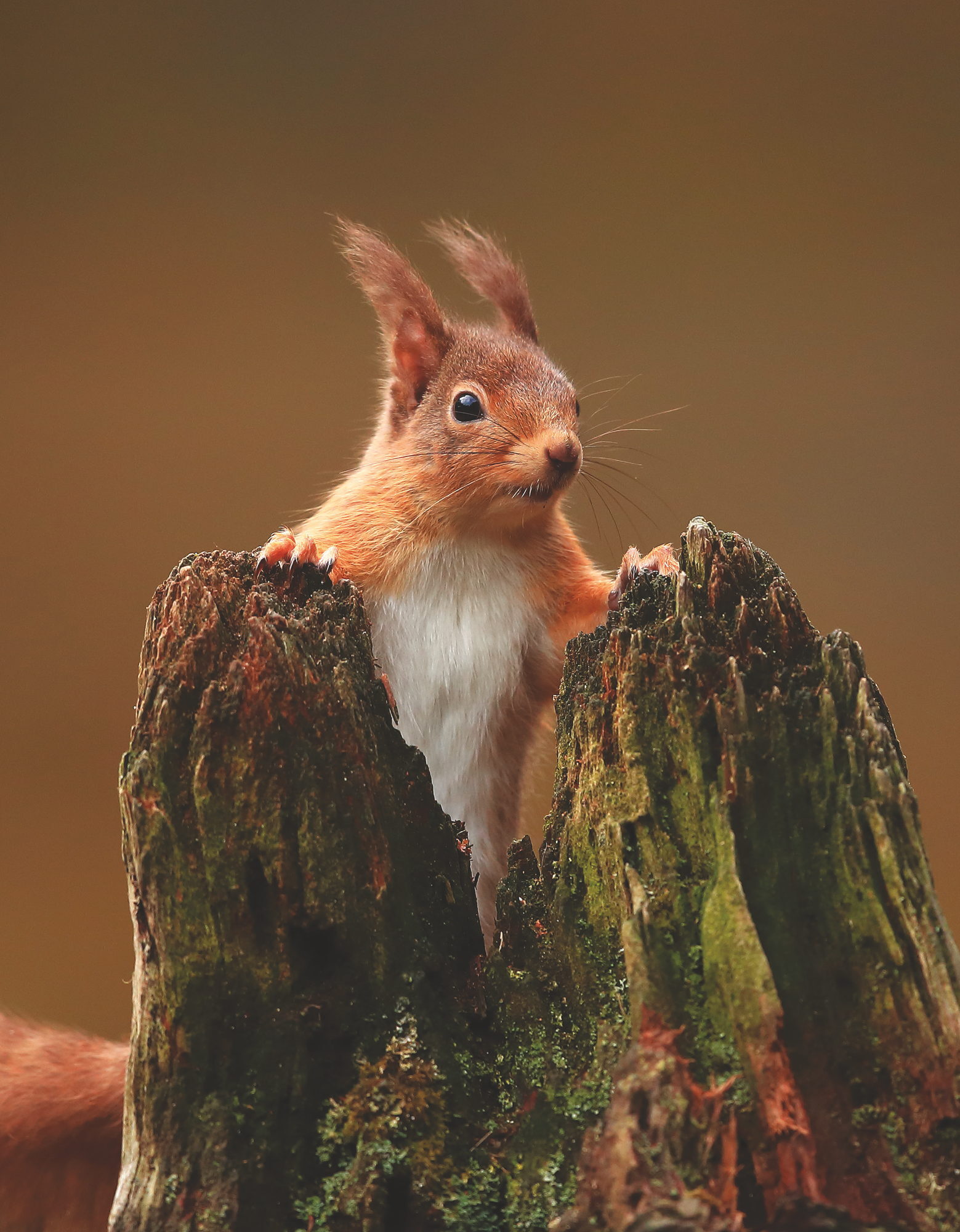 Saving Scotland’s Red Squirrels, photograph by Bret Charman