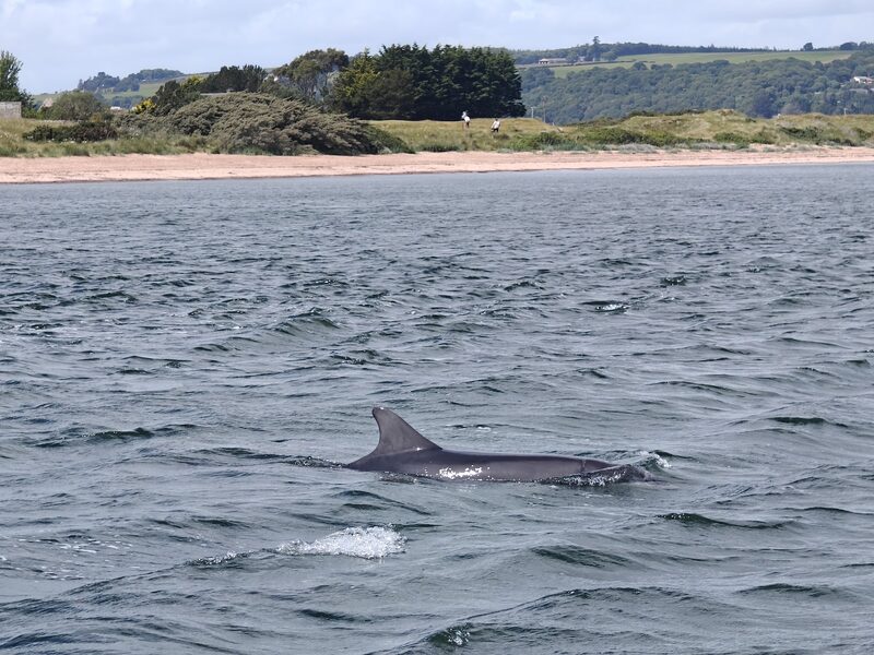 A bottlenose dolphin surfacing in the grey water of the Moray Firth beside a Dolphin Trips Avoch boat.