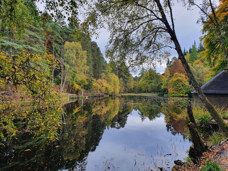 Faskally Wood