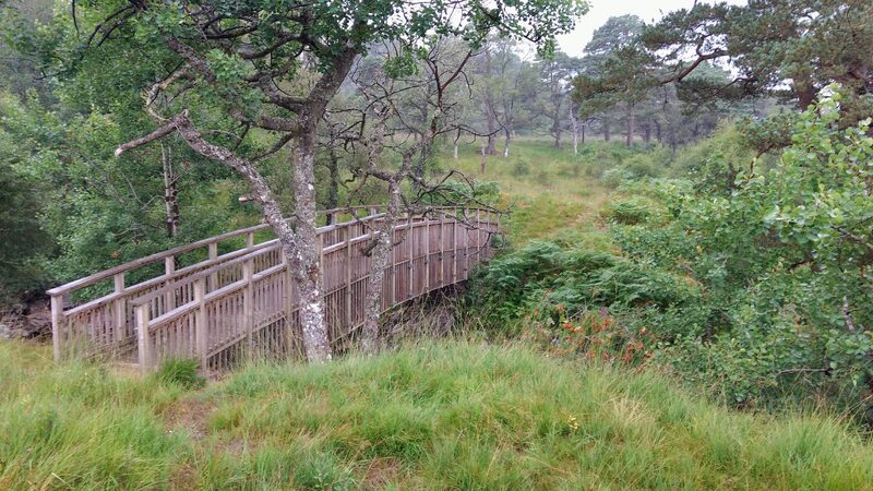 A wooden footbridge among pines and birch on the way in.