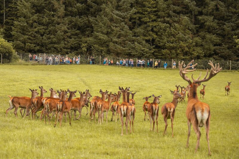 Tullynessle Deer Farm
