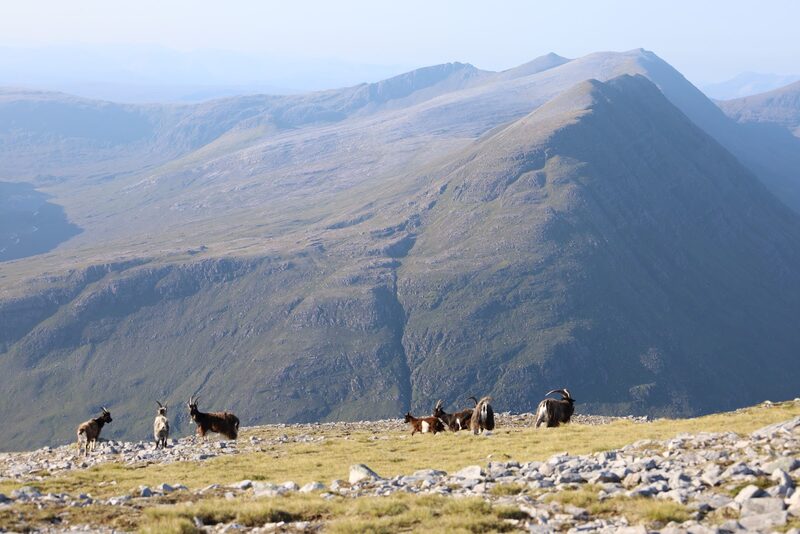 Wild goats on a stony shoulder of An Teallach, with a steep green ridge behind them in evening light.