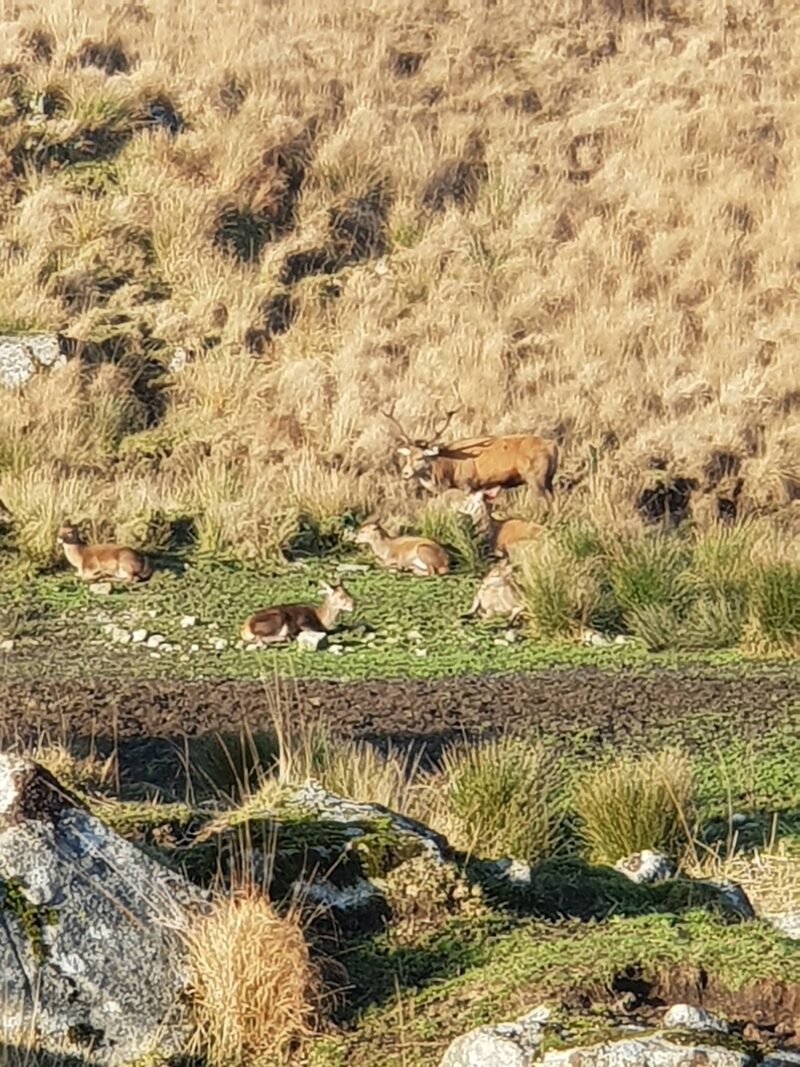 Galloway Red Deer Range
