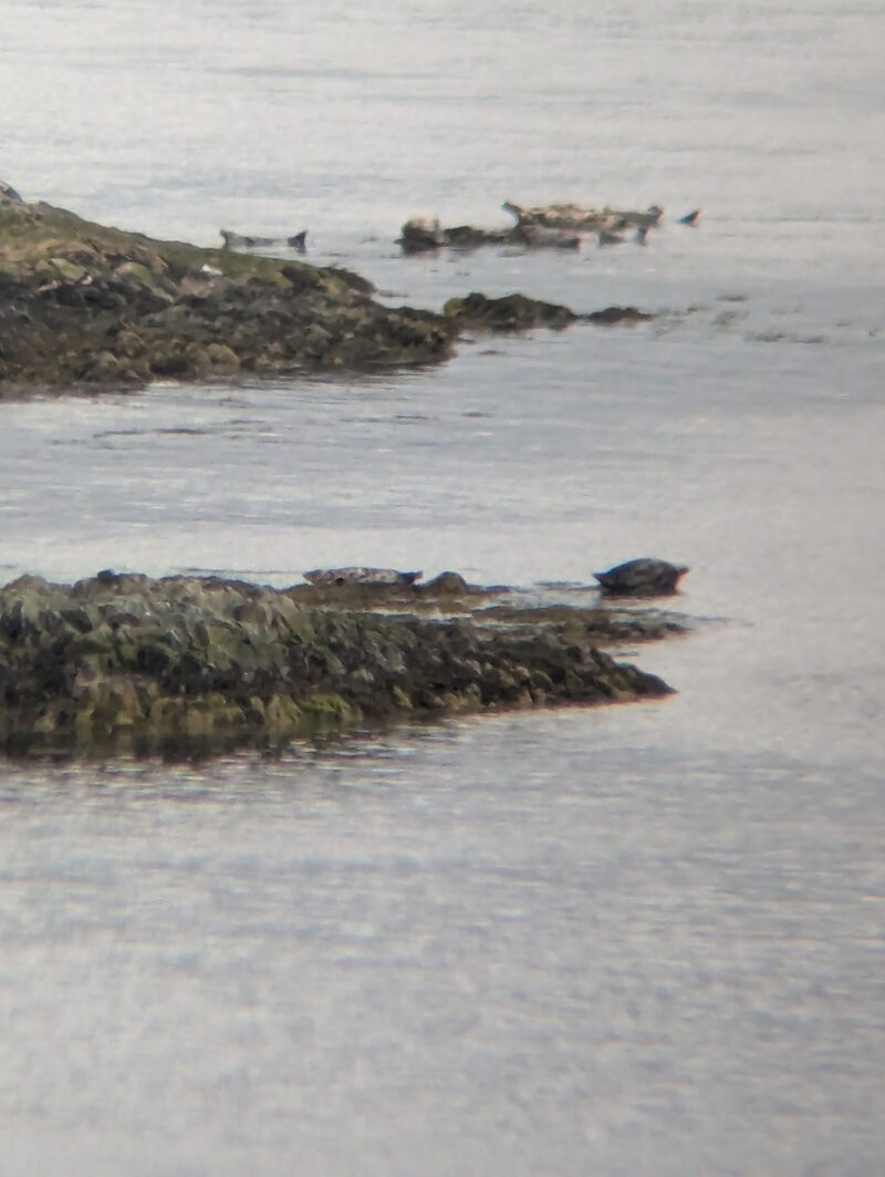 Kylerhea Otter Haven