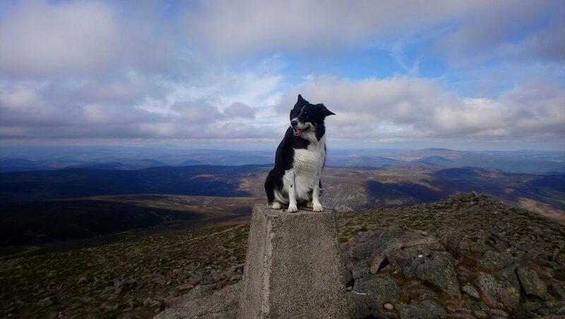 A collie standing on the trig pillar at the summit of Mount Keen, moor and hills to the horizon.