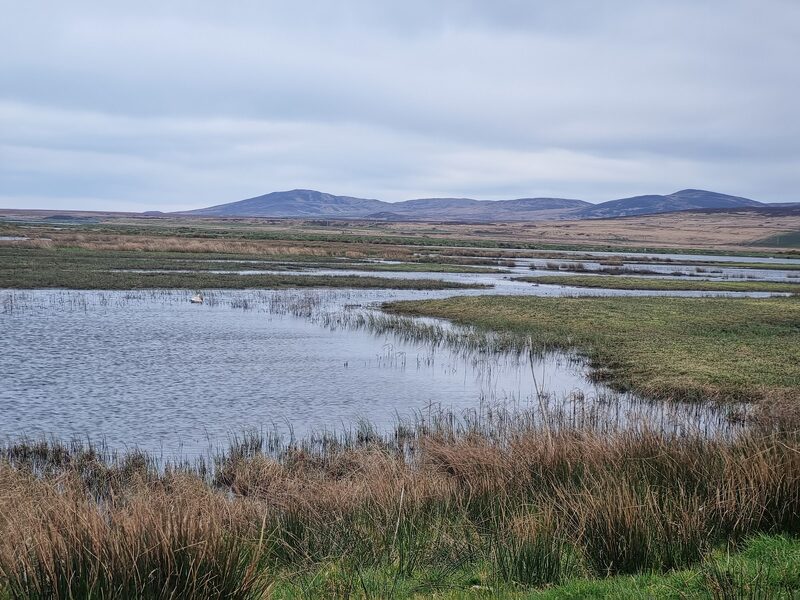 The geese at Loch Gruinart