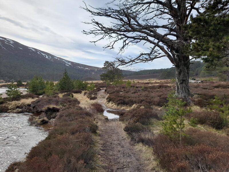 A path through heather beside a river, past an old Scots pine, with a snow-streaked hillside beyond.