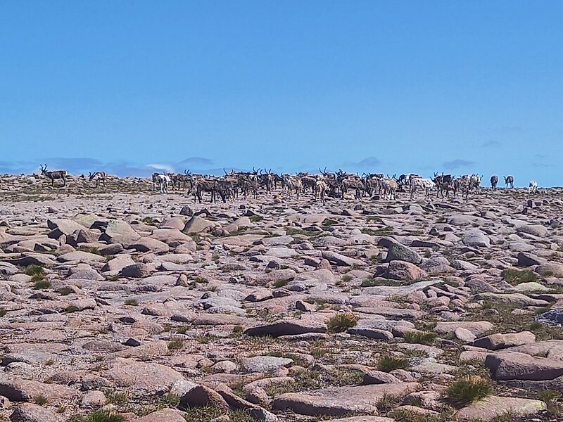 A herd of reindeer crossing the pink granite boulders of the plateau under a blue sky.