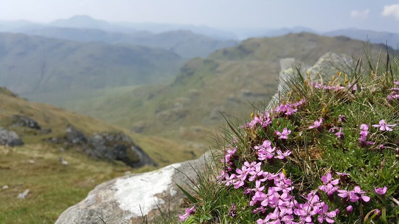 Pink mountain flowers among pale rocks high on the hill, the glens hazy below.