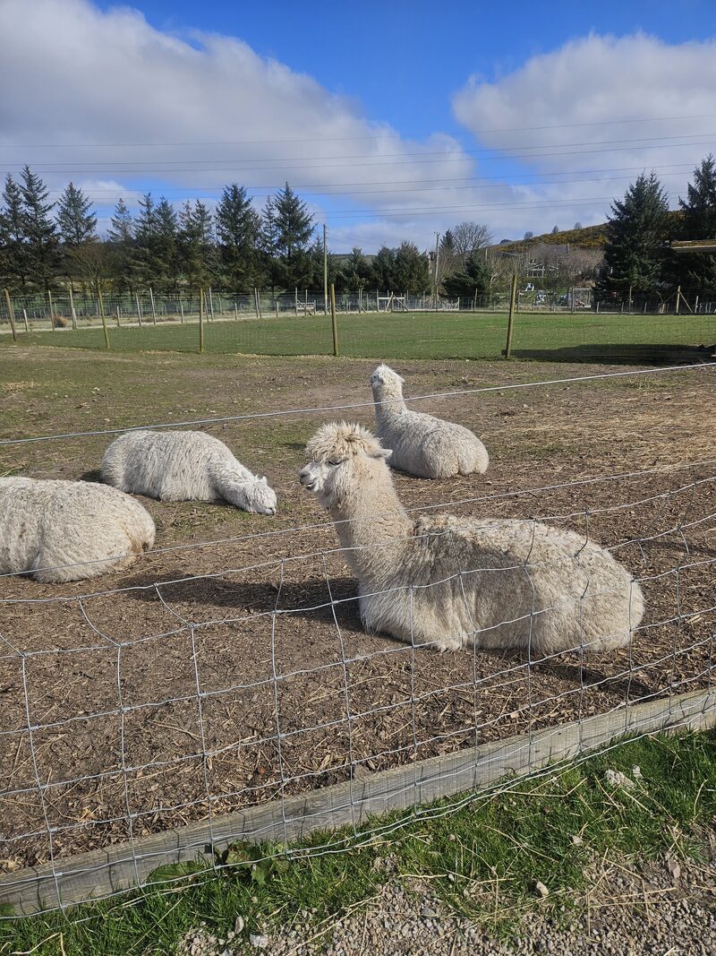 Wynford Farm