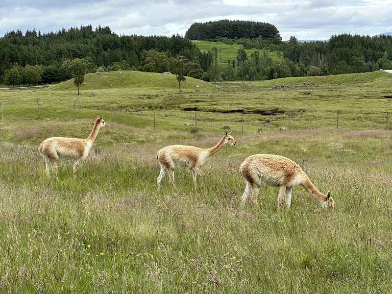 The Highland Wildlife Park