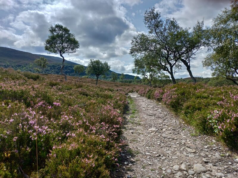The Morrone Birkwood