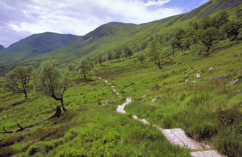 A pitched stone path winding up a green hillside among scattered birches, with hills ahead.