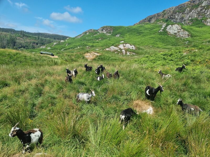 Wild Goat Park