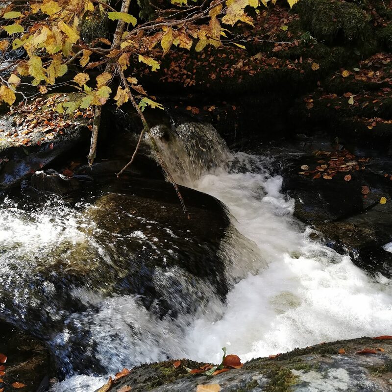 The Birks of Aberfeldy