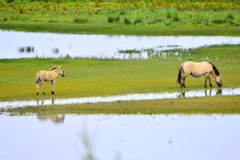 The geese at Loch of Strathbeg