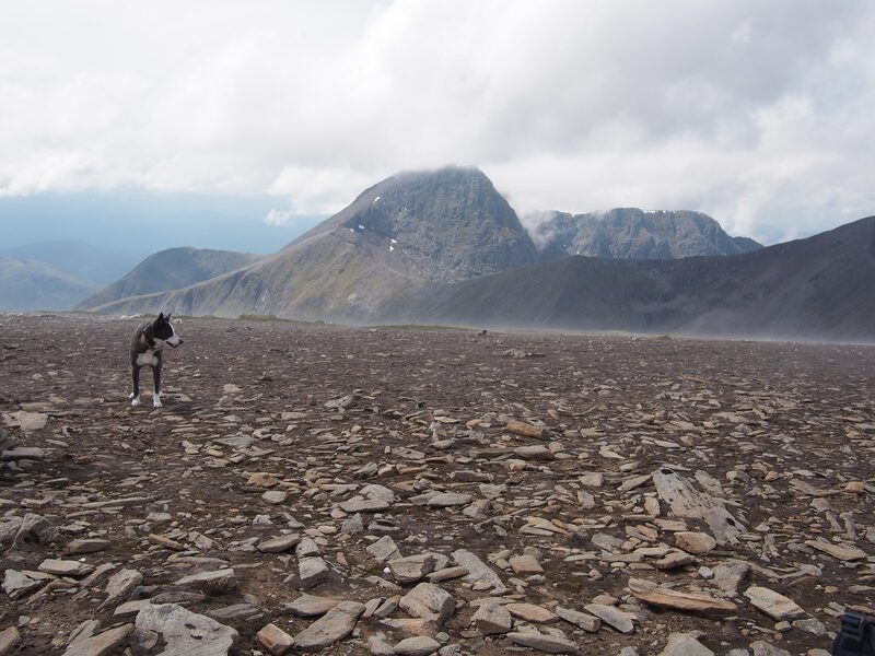 The flat, stony top stretching away, a dog standing on it, and the dark mountain beyond with cloud on its head.