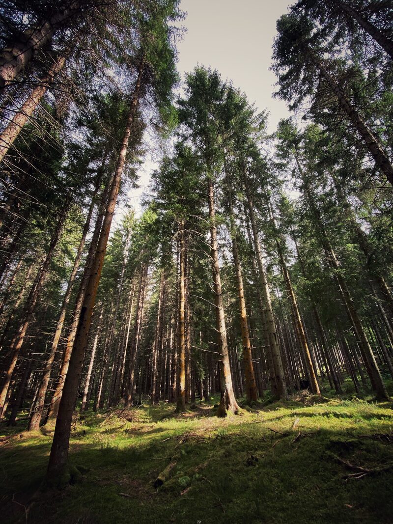 Scolty Forest