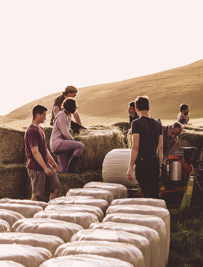 Islanders at the bales