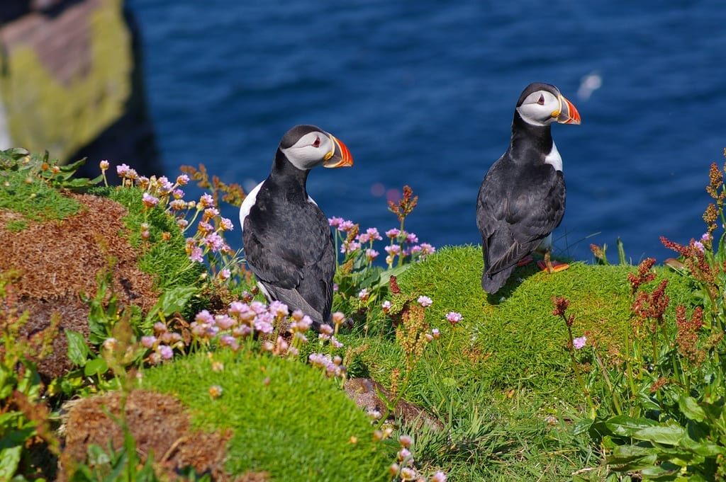 Two puffins stand among pink thrift flowers on a clifftop above the sea