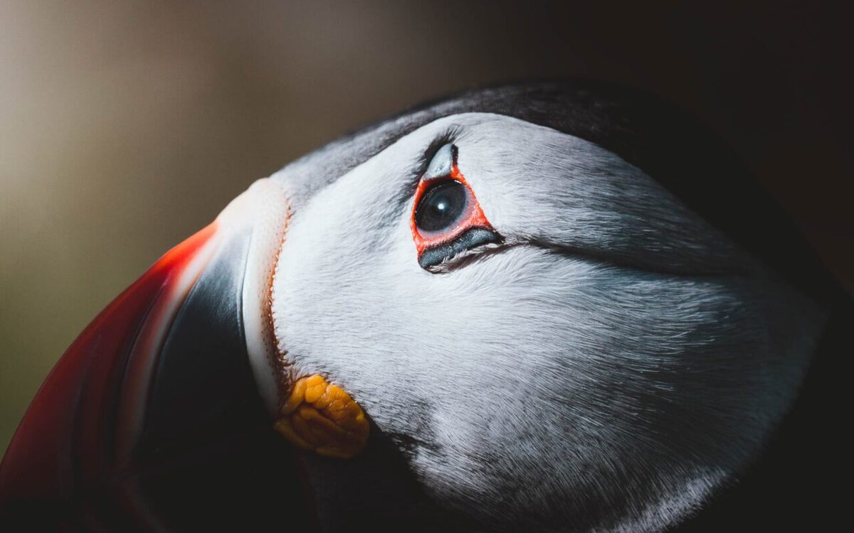 Close-up of a puffin's face, showing red-rimmed eye and orange beak markings