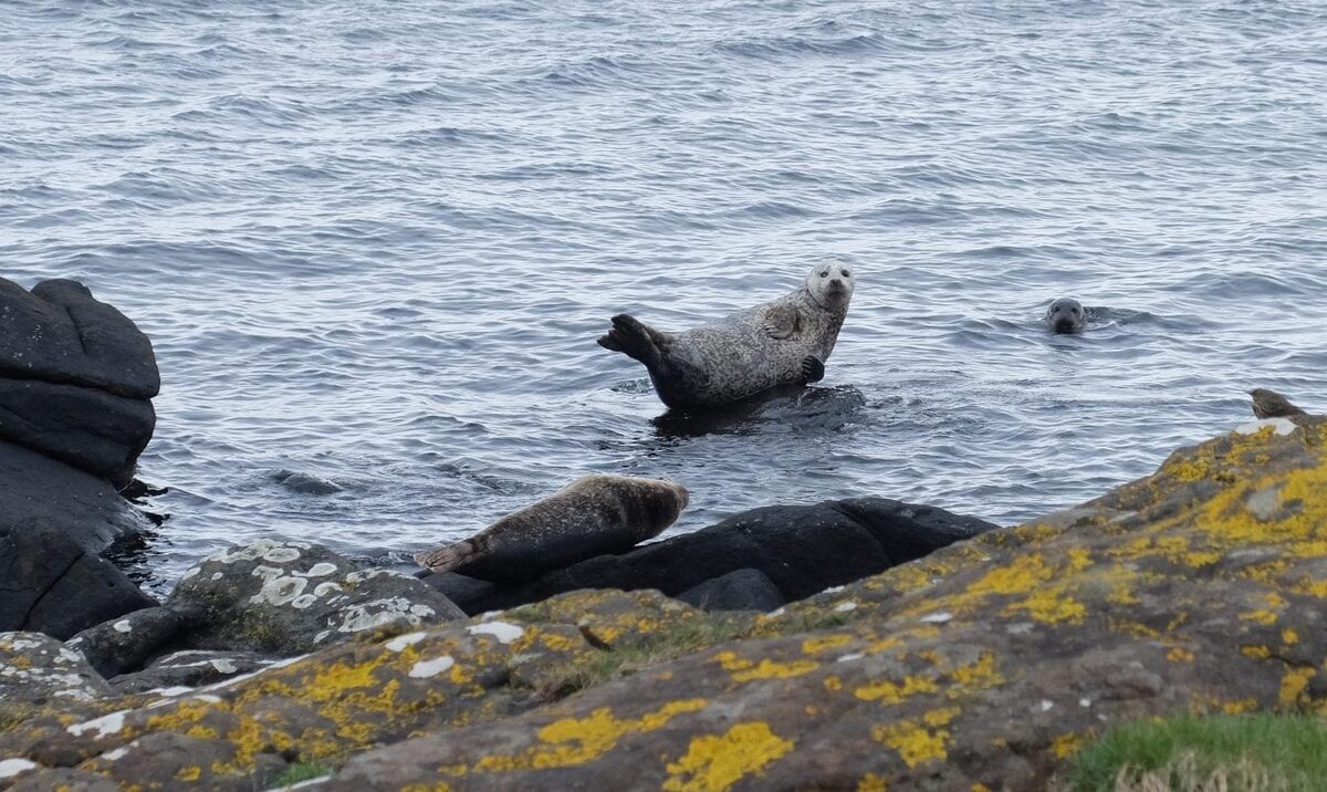 Seals resting on lichen-covered rocks with others swimming in the sea