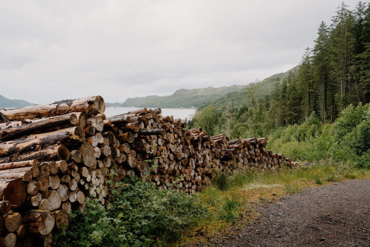 Stacked logs line a forest track above a loch and hills