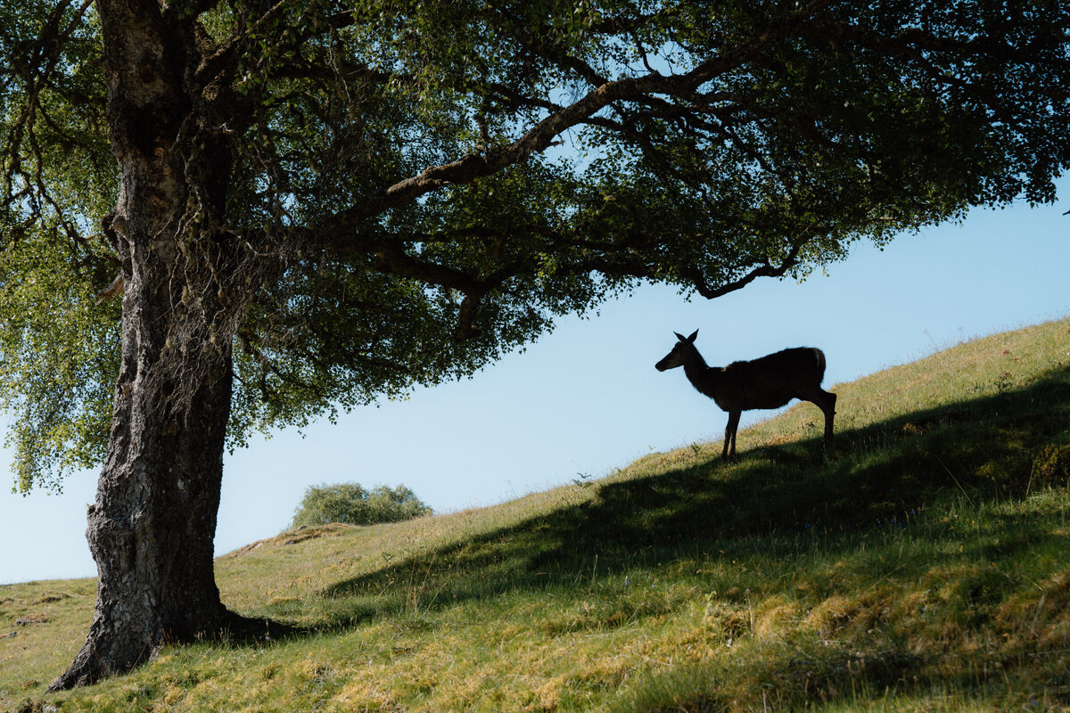 Inside Eagle Brae: The Quiet Highland Stay That Keeps Drawing People Back