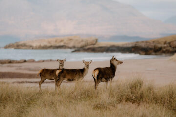 Wildlife on Skye