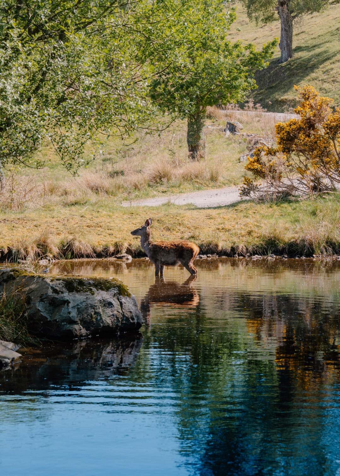 Inside Eagle Brae: The Quiet Highland Stay That Keeps Drawing People Back