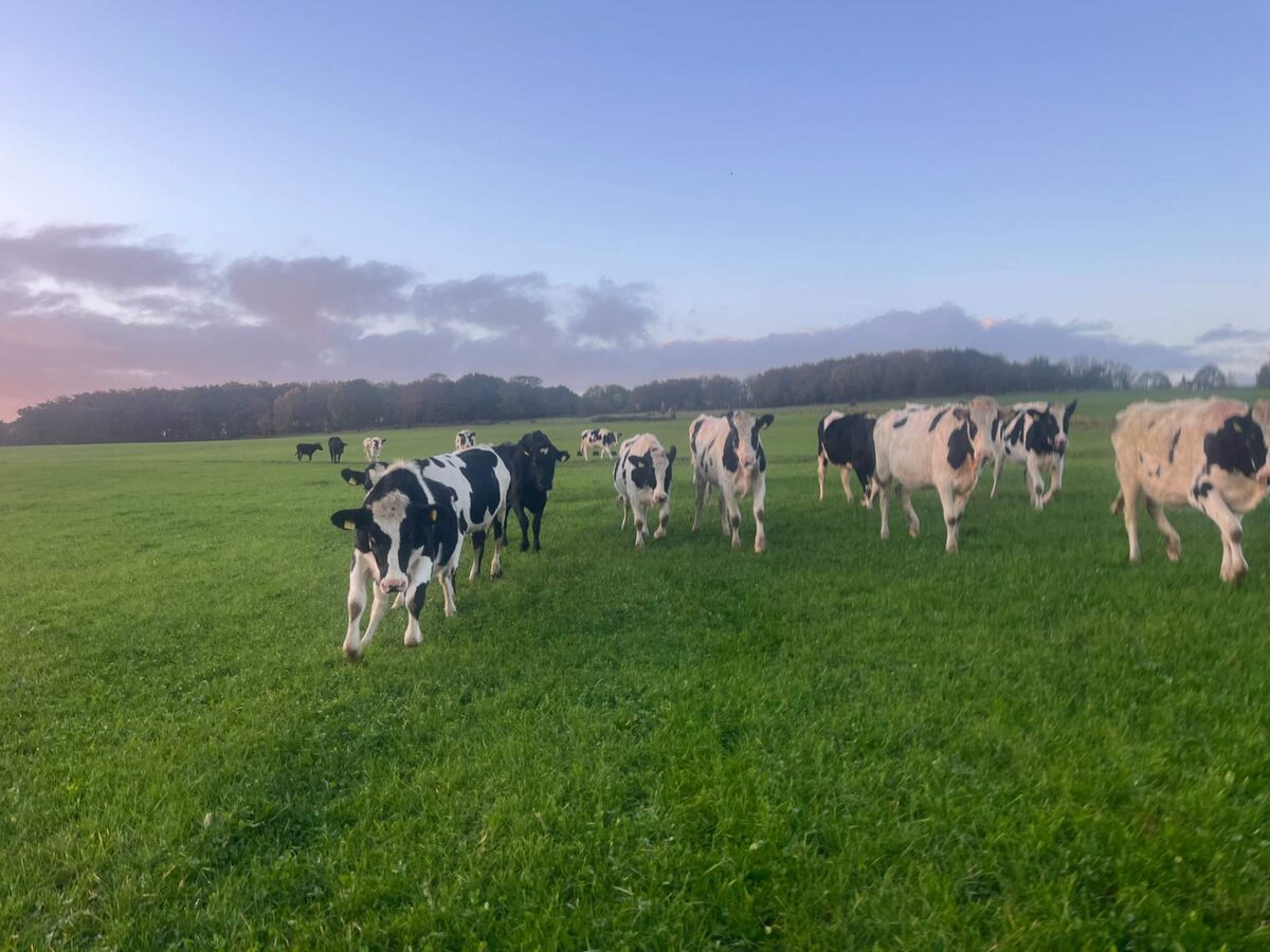 The verdant fields of Dumfries and Galloway