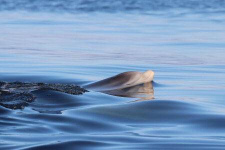 Water Taxi to Culbin Sands, Morayshire