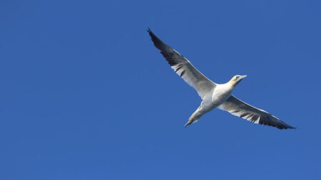 Wildlife Boat Trip from Findhorn Marina, Morayshire