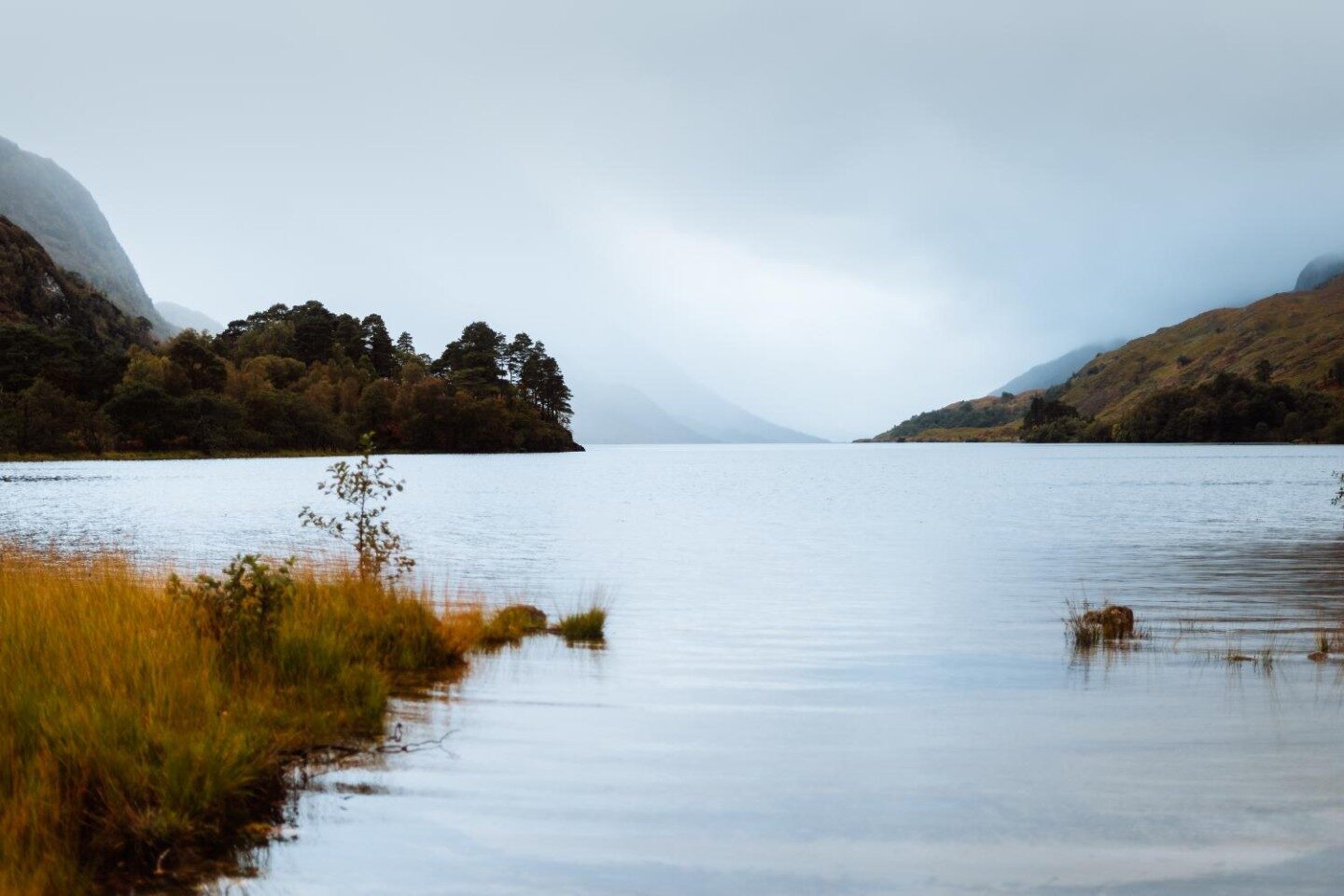 Swans of Loch Sunart
