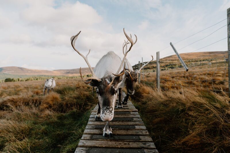 Reindeer with antlers walking along a wooden boardwalk through moorland