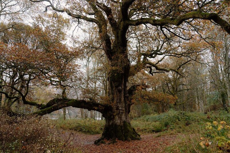 Birnam Oak